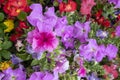 Glorious multi coloured Petunias Royalty Free Stock Photo