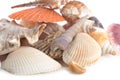 Multi-coloured sea cockleshells Royalty Free Stock Photo