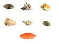 Multi-coloured sea cockleshells Royalty Free Stock Photo