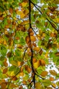 Autumn and Fall Colour leaves Royalty Free Stock Photo