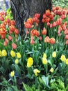 Multi coloured tulips and daffodils on nature background Royalty Free Stock Photo