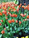 Multi coloured tulips and daffodils on nature background Royalty Free Stock Photo