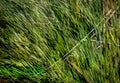 Multi exposure (4 images) of wind blown grasses Royalty Free Stock Photo