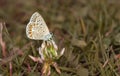 Multi-eyed blue butterfly Royalty Free Stock Photo