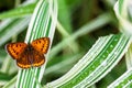 Multi-eyed unpaired butterfly Lycaena dispar on the green grass of falaris in the garden on a summer day after rain Royalty Free Stock Photo