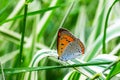 Multi-eyed unpaired butterfly Lycaena dispar on the green and white falaris grass in the garden on a summer day after rain Royalty Free Stock Photo