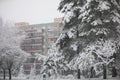 Multi-family block seen in the background, behind snow-covered trees Royalty Free Stock Photo