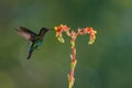 A fiery-throated hummingbird using multiflash