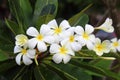 Multi Frangipanis flower