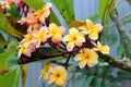 Multi Frangipanis flower Royalty Free Stock Photo