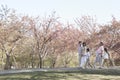 Multi-generational family taking a walk amongst the cherry trees in a park in springtime, Beijing Royalty Free Stock Photo
