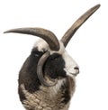 Multi-horned Jacob Ram, Ovis aries Royalty Free Stock Photo
