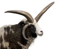 Multi-horned Jacob Ram, Ovis aries Royalty Free Stock Photo