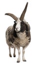 Multi-horned Jacob Ram, Ovis aries Royalty Free Stock Photo