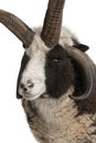 Multi-horned Jacob Ram, Ovis aries Royalty Free Stock Photo