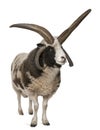 Multi-horned Jacob Ram, Ovis aries Royalty Free Stock Photo