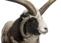 Multi-horned Jacob Ram, Ovis aries Royalty Free Stock Photo