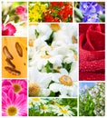 Multi image Flowers