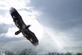 Immature Bald Eagle and Clouds Royalty Free Stock Photo