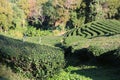 The multi layers on the green tea garden, northern thailand mae salong