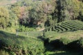 The multi layers on the green tea garden, northern thailand mae salong