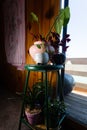 Multi-level stool covered in potted plants