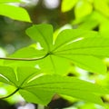 Multi Lobe Leaves Underside