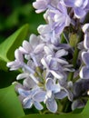 A brush of lilac lilac flowers on a background of green leaves