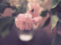 Multi-petal light pink cherry blossom Royalty Free Stock Photo