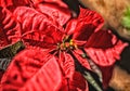 Poinsettia flower red Christmas Royalty Free Stock Photo