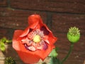 Multi Petaled Red Poppy