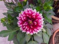 Pink Dhalia flower bloom Royalty Free Stock Photo