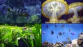 Multi-shot close-up of the beautiful underwater world. Fish, jellyfish, corals, reefs, algae. Beautiful blue sea bottom Royalty Free Stock Photo