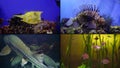 Multi-shot close-up of the beautiful underwater world. unusual fish, corals, reefs, algae. Beautiful blue sea bottom