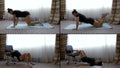 Multi-shot of a woman who is engaged in fitness at home on a blue carpet, she does push-UPS from her knees, makes a