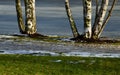 Multi-stemmed birch trees. they grow in a lawn mulched by bark. in the background is a frozen pond