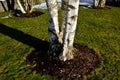 Multi-stemmed birch trees. they grow in a lawn mulched by bark. in the background is a frozen pond