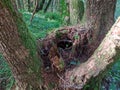 Multi-stemmed tree with holllow trunk as hideout for animals