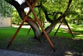 Multi-stemmed tree in the park threatening to break skeletal branches in the branches near the trunk. The V-shaped branch is not s