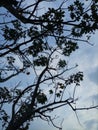 multi-stemmed tree seen from below