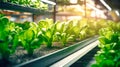 Multi-tier greenhouse for growing plants. Drip irrigation and hydroponics system. Solving the food problem