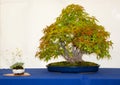 An multi trunk Japanese Acer Palmatum bonsai on display in Belfast northern Ireland