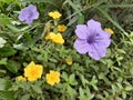 Multibred Multicolor Flowering Scene