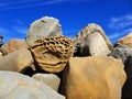 Multicavity rock in stack of boulders on beach