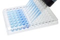 Multichannel pipette test sample on 96 wells plate Royalty Free Stock Photo