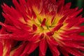 Multicolired orange, yellow decorative Dahlia petals Close up from the sideAugust morning. Artistic. The concept of flowering