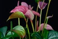 Multicolor anthurium flamingo flower