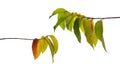 Multicolor autumn leaves or fall foliage on forest tree twigs nature layout isolated on white background, clipping path included