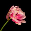 Multicolor blooming tulip with green stem isolated on black background. Close-up studio shot. Royalty Free Stock Photo