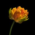 Multicolor blooming tulip with stem isolated on black background. Close-up studio shot. Royalty Free Stock Photo